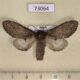 73064p Notodontiidae Notodonta torva Primorye $5