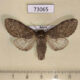 73065p Notodontiidae Notodonta torva f Primorye $7