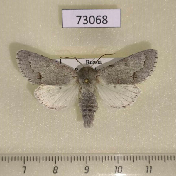 Noctuidae Acronicta vulpina Primorye