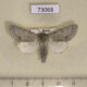 73068p Noctuidae Acronicta vulpina Primorye $7
