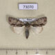 73070p Noctuidae Acronicta adaucta Primorye $8