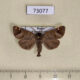 73077p Notodontiidae Clostera albosigma curtuloides Primorye $4