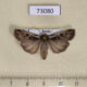 73080p Noctuidae Euxoa ochrogaster Tyva rep. $5