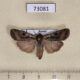 73081p Noctuidae Euxoa ochrogaster Tyva rep. $5