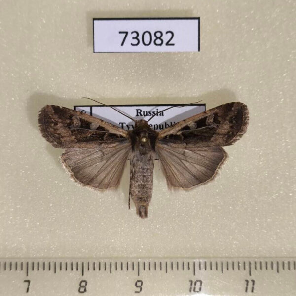Noctuidae Euxoa ochrogaster Tyva rep.