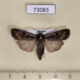 73083p Noctuidae Euxoa ochrogaster Tyva rep. $5
