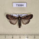 73084p Noctuidae Euxoa ochrogaster Tyva rep. $5