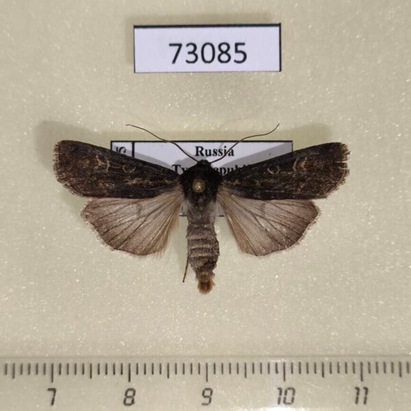 Noctuidae Euxoa adumbrata Tyva rep.
