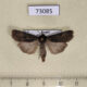 73085p Noctuidae Euxoa adumbrata Tyva rep. $2