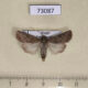 73087p Noctuidae Euxoa tritici Tyva rep. $12