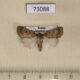 73088p Noctuidae Caradrina wullschlegeli Transbaikal reg. $20