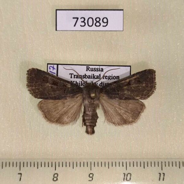Noctuidae Feltia nigrita Transbaikal reg.