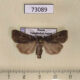 73089p Noctuidae Feltia nigrita Transbaikal reg. $5