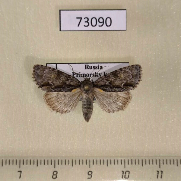Noctuidae Acronicta strigosa Primorye