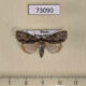 73090p Noctuidae Acronicta strigosa Primorye $8