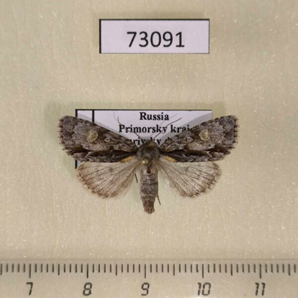 Noctuidae Acronicta strigosa Primorye