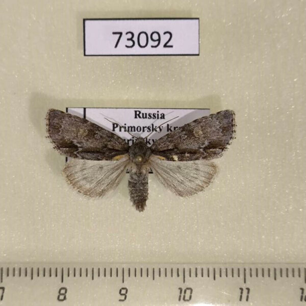 Noctuidae Acronicta strigosa Primorye