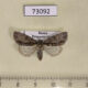 73092p Noctuidae Acronicta strigosa Primorye $7