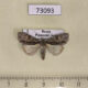 73093p Noctuidae Acronicta strigosa Primorye $8