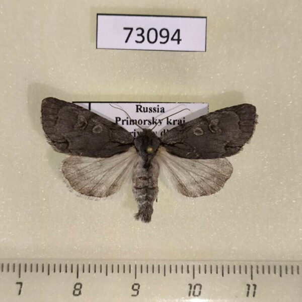 Noctuidae Acronicta bellula f Primorye