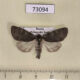 73094p Noctuidae Acronicta bellula f Primorye $10