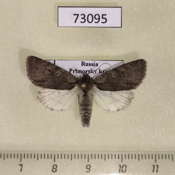 Noctuidae Acronicta bellula Primorye
