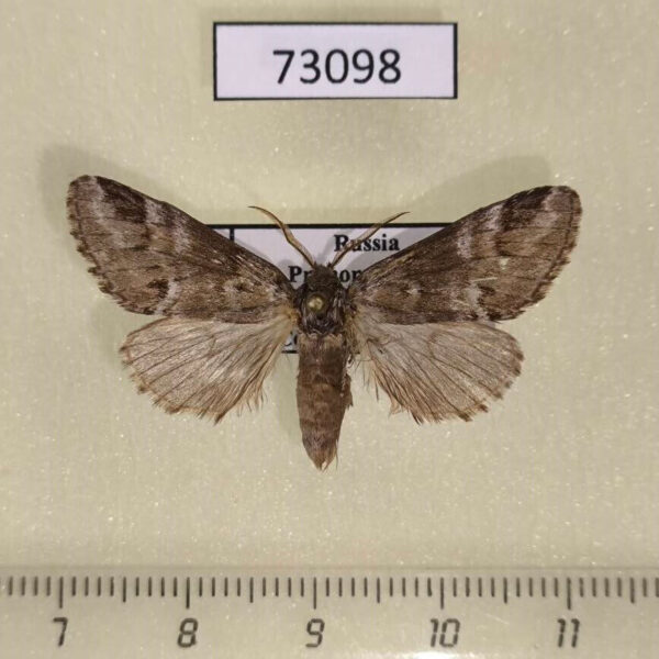 Notodontiidae Drymonia dodonides Primorye