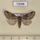 73098p Notodontiidae Drymonia dodonides Primorye $6