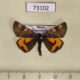 73102p Geometridae Archiearis parthenias Primorye $6