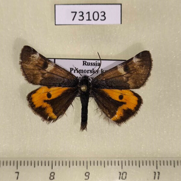 Geometridae Archiearis parthenias Primorye