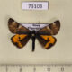 73103p Geometridae Archiearis parthenias Primorye $5