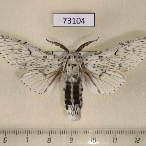 Notodontiidae Cerura erminea candida Primorye