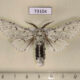 73104p Notodontiidae Cerura erminea candida Primorye $7