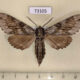 73105p Sphingidae Kentrochrysalis streckeri Primorye $7