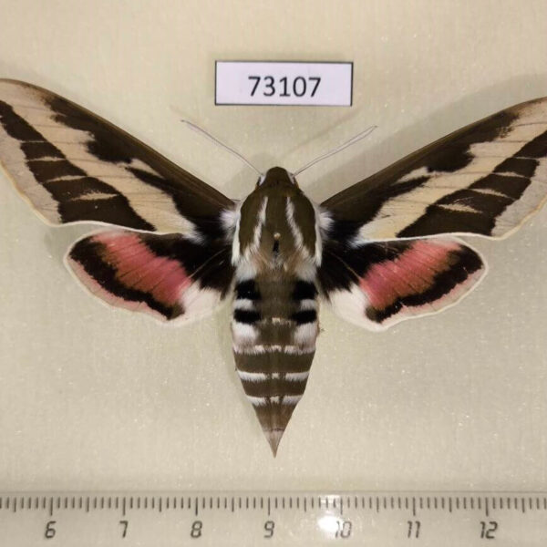 Sphingidae Hyles exilis f Tyva rep.