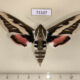 73107p Sphingidae Hyles exilis f Tyva rep. $40