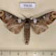 73113p Notodontiidae Phalera niveomaculata Vietnam $15