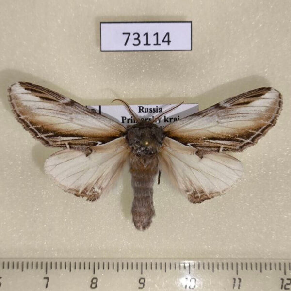 Notodontiidae Pheosia rimosa Primorye