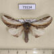 73114p Notodontiidae Pheosia rimosa Primorye $6
