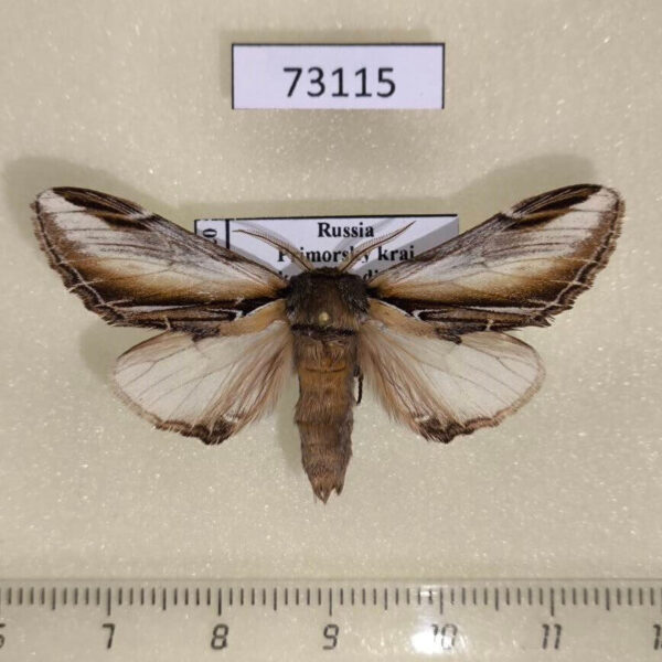 Notodontiidae Pheosia rimosa Primorye