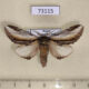 73115p Notodontiidae Pheosia rimosa Primorye $6
