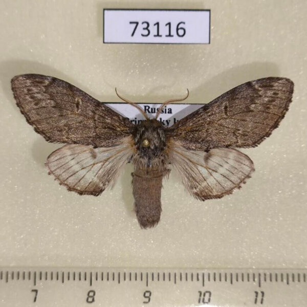 Notodontiidae Notodonta torva Primorye