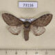 73116p Notodontiidae Notodonta torva Primorye $5