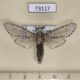 73117p Cossidae Zeuzera pyrina Primorye $15