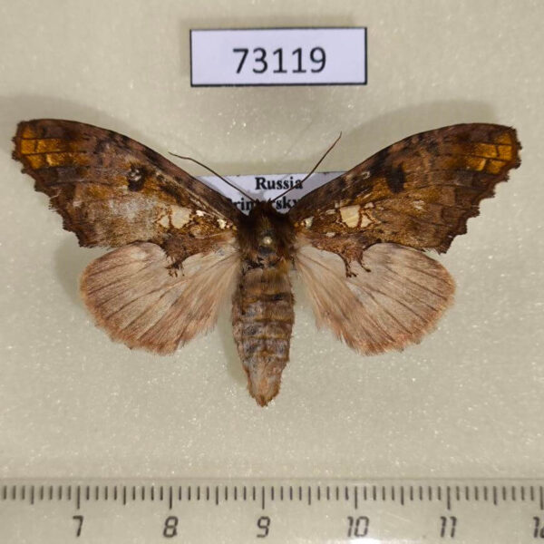 Notodontiidae Spatalia plusiotis f Primorye