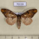 73119p Notodontiidae Spatalia plusiotis f Primorye $6