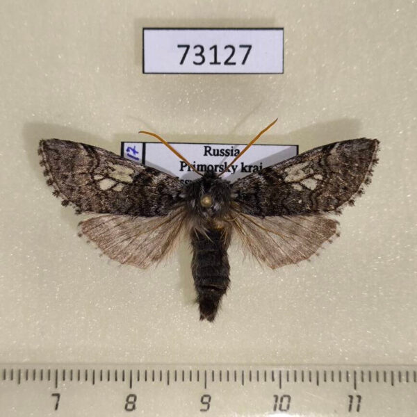 Thyatiridae Achlya longipennis Primorye