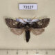 73127p Thyatiridae Achlya longipennis Primorye $7