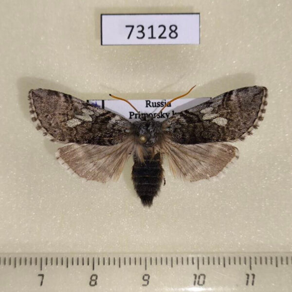 Thyatiridae Achlya longipennis Primorye