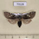 73128p Thyatiridae Achlya longipennis Primorye $7